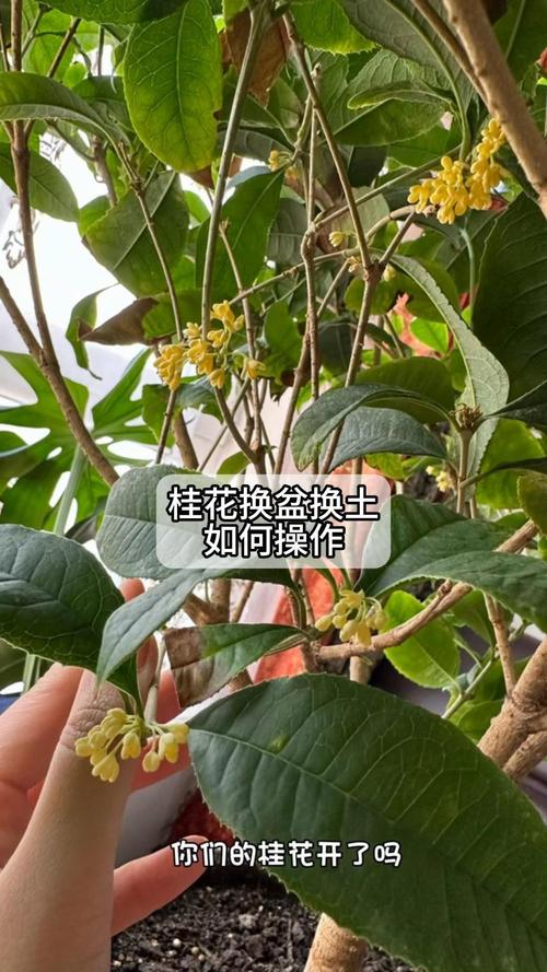 桂花怎么修剪开花多，桂花怎么修剪开花多又好看