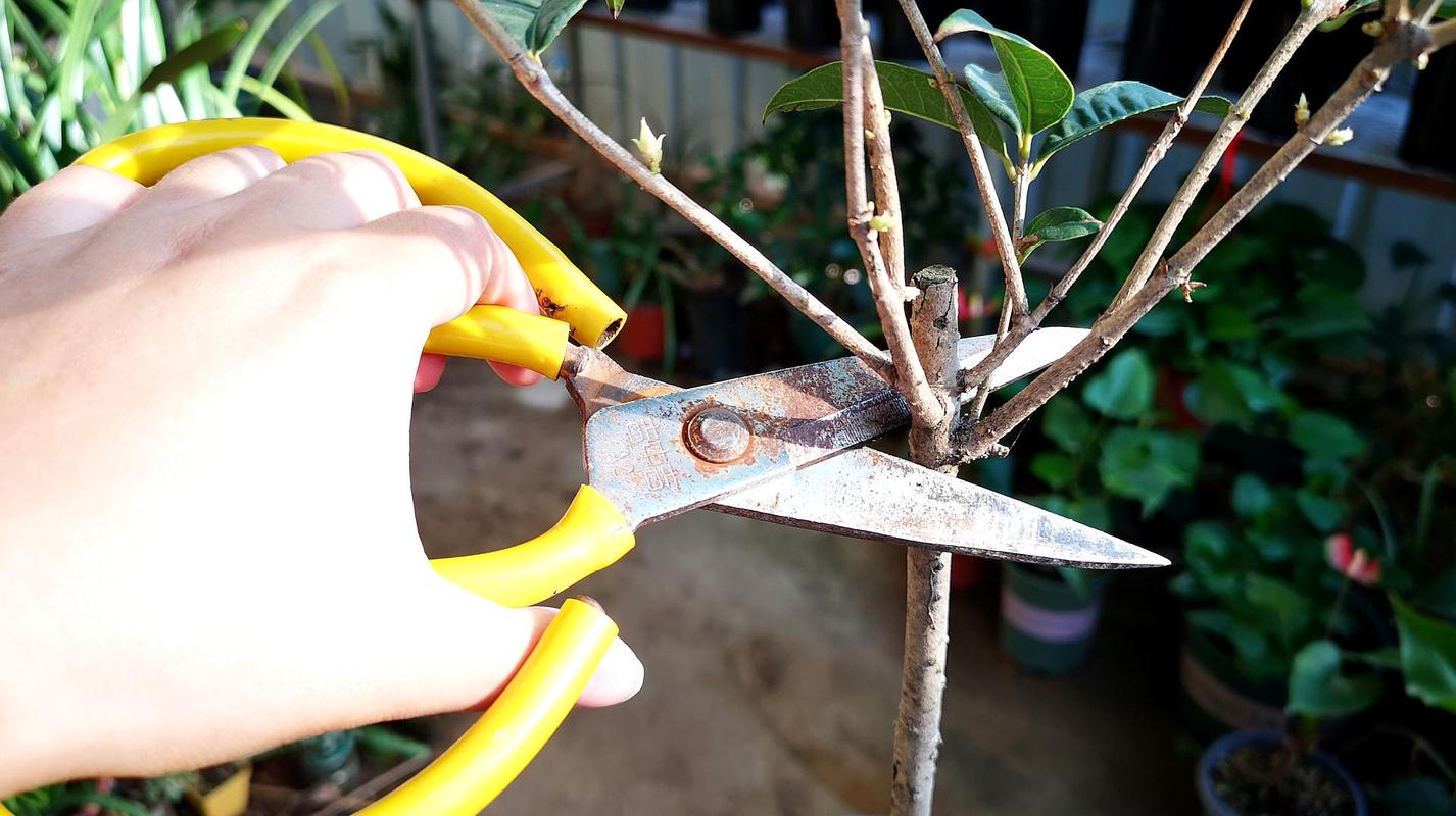 桂花怎么修剪开花多，桂花怎么修剪开花多又好看-第2张图片-优品飞百科