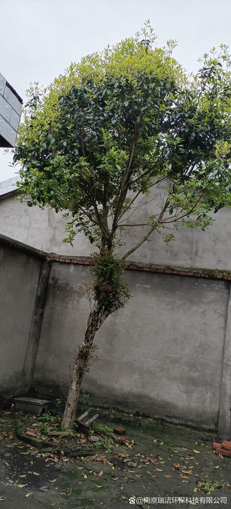 桂花怎么修剪开花多，桂花怎么修剪开花多又好看-第6张图片-优品飞百科