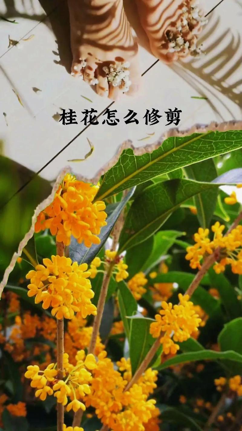桂花怎么修剪开花多，桂花怎么修剪开花多又好看-第7张图片-优品飞百科