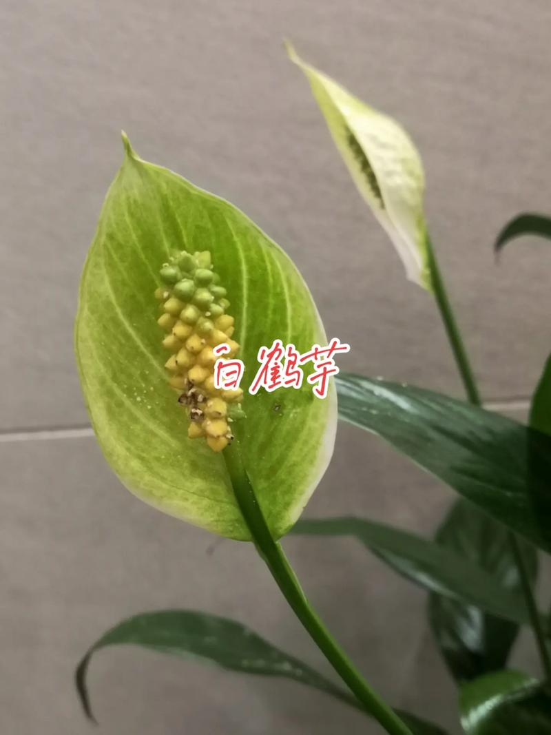 水养白鹤芋需放多少水，白鹤芋的水培养殖方法和注意事项-第2张图片-优品飞百科