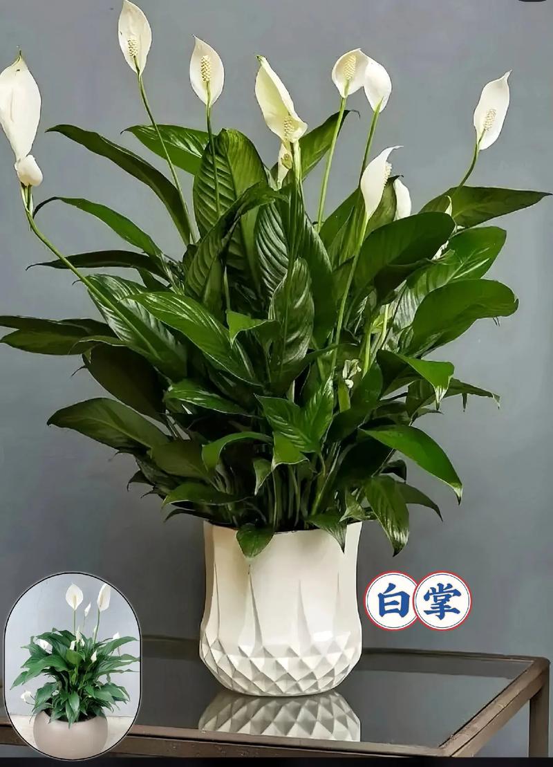 水养白鹤芋需放多少水，白鹤芋的水培养殖方法和注意事项-第3张图片-优品飞百科