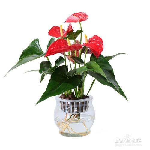 水养白鹤芋需放多少水，白鹤芋的水培养殖方法和注意事项-第4张图片-优品飞百科