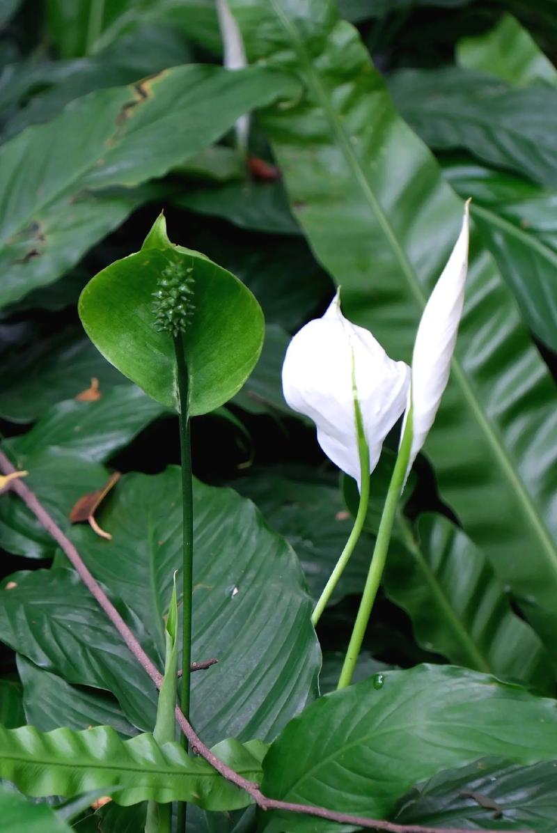 水养白鹤芋需放多少水，白鹤芋的水培养殖方法和注意事项-第7张图片-优品飞百科