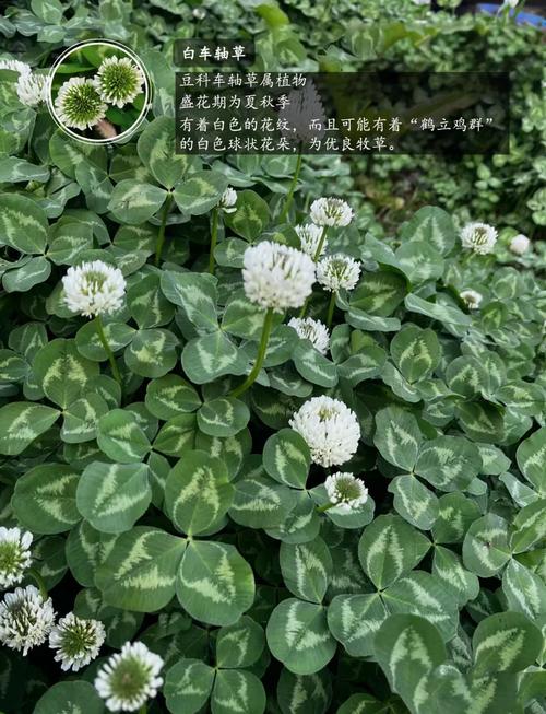 红车轴草怎么播种，红车轴草怎么吃？-第3张图片-优品飞百科