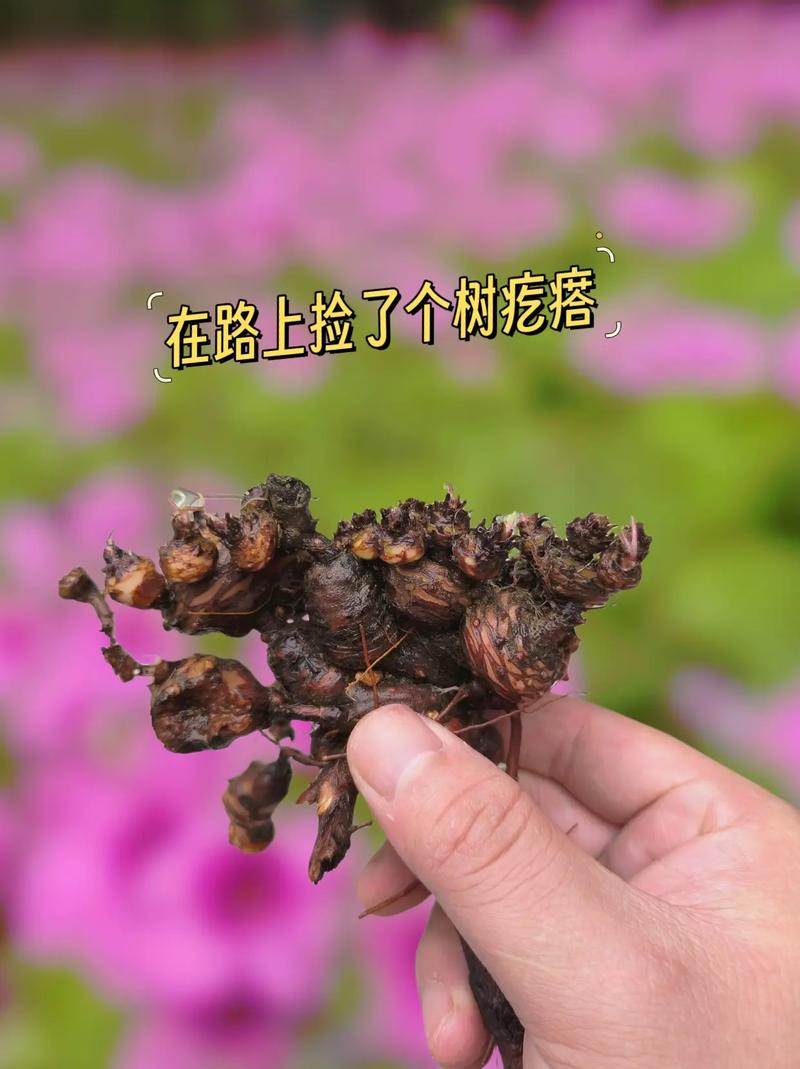 红车轴草怎么播种，红车轴草怎么吃？-第2张图片-优品飞百科