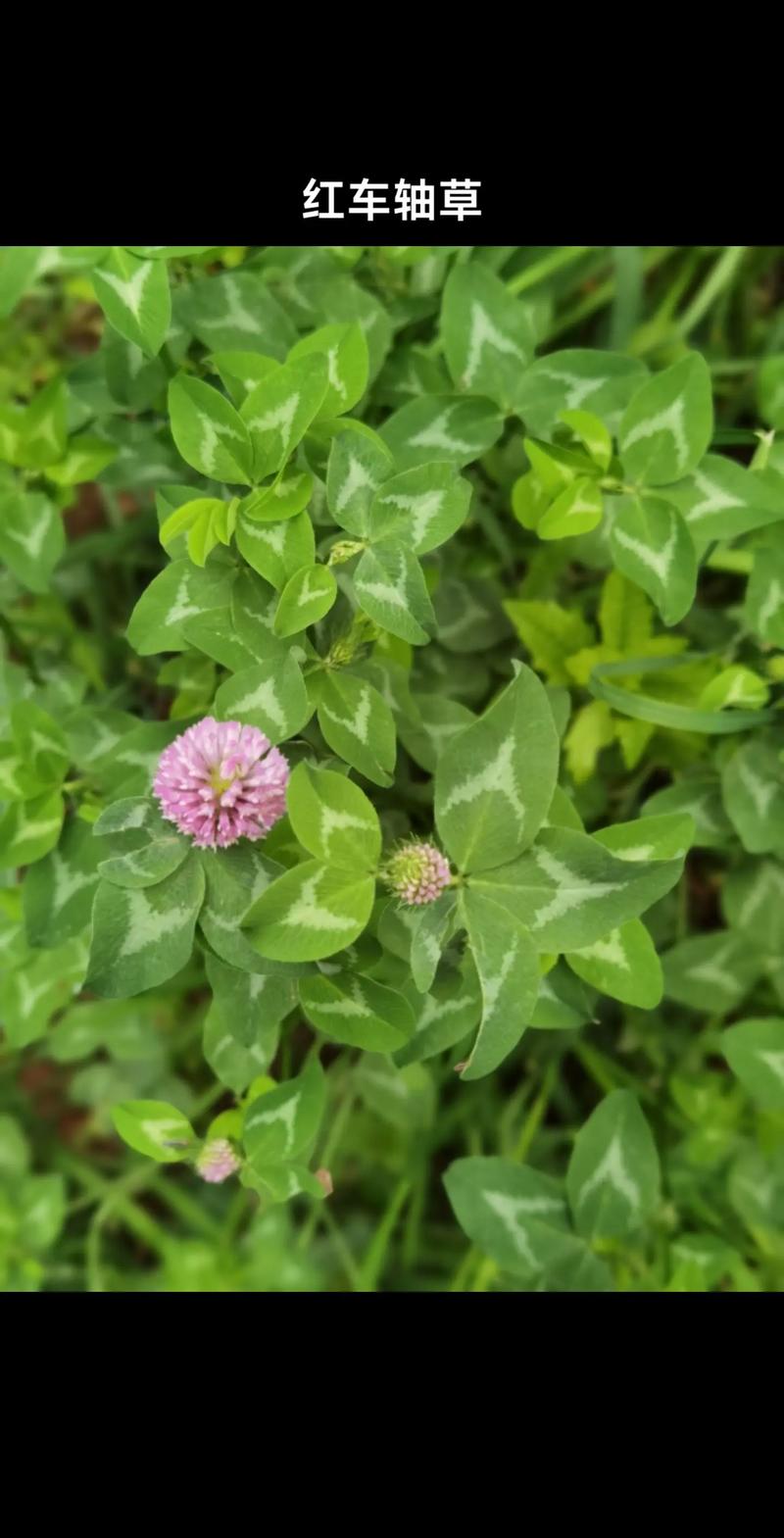 红车轴草怎么播种，红车轴草怎么吃？-第5张图片-优品飞百科