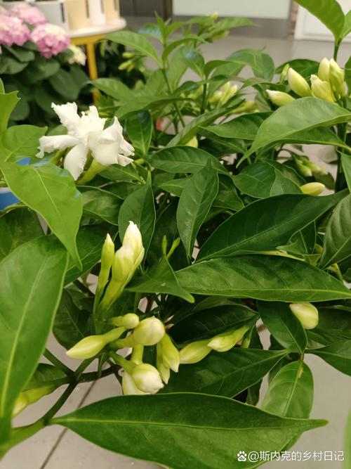 丁香花如何给水，丁香花放水里能活吗？-第4张图片-优品飞百科