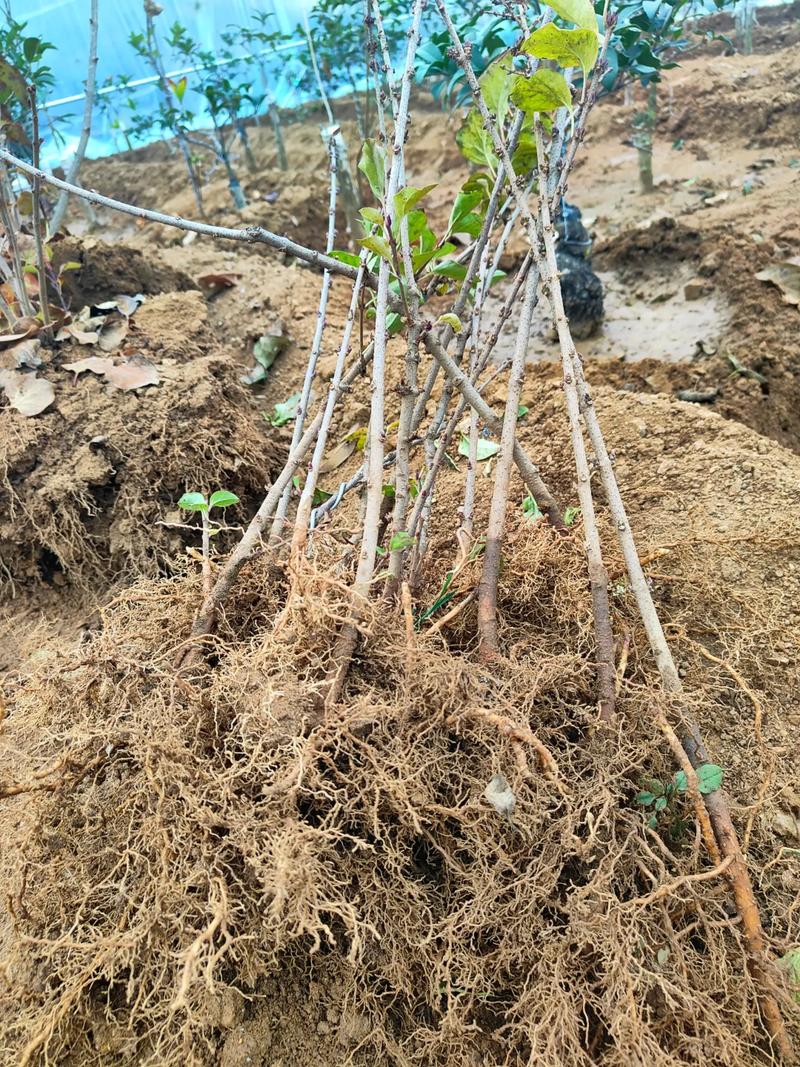 丁香花如何给水，丁香花放水里能活吗？-第6张图片-优品飞百科