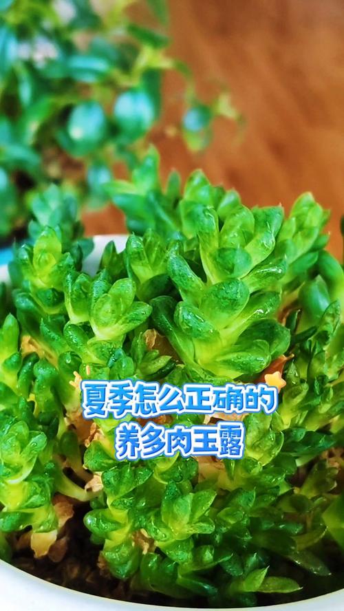 多肉玉露怎么浇水，多肉玉露怎么浇水施肥