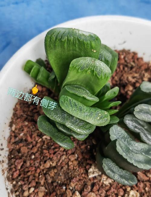 多肉玉露怎么浇水，多肉玉露怎么浇水施肥-第4张图片-优品飞百科