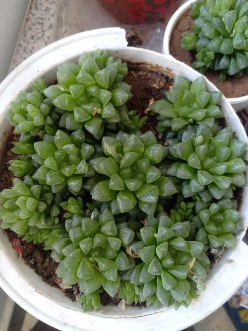 多肉玉露怎么浇水，多肉玉露怎么浇水施肥-第6张图片-优品飞百科