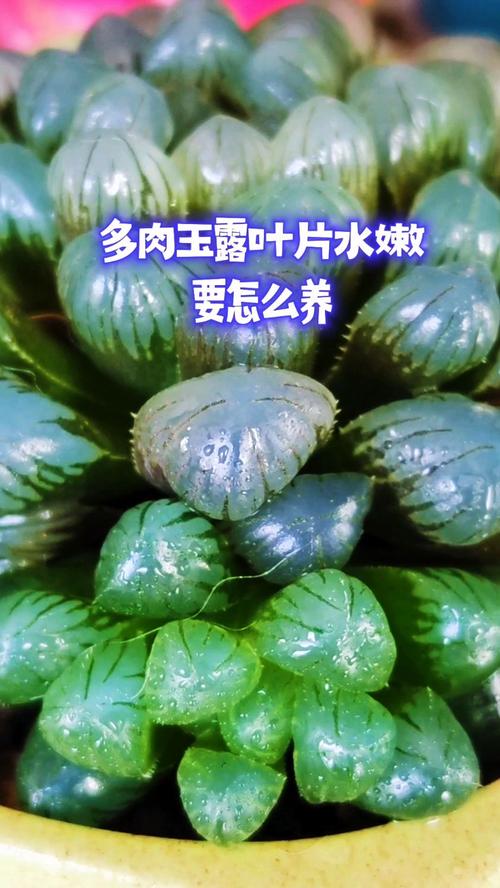多肉玉露怎么浇水，多肉玉露怎么浇水施肥-第7张图片-优品飞百科