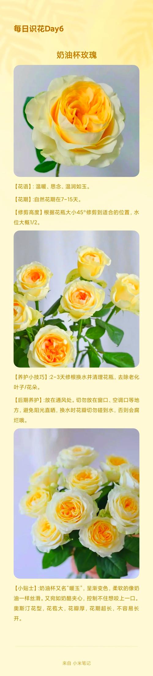 玫瑰花需要每天浇水吗，玫瑰花用不用天天浇水