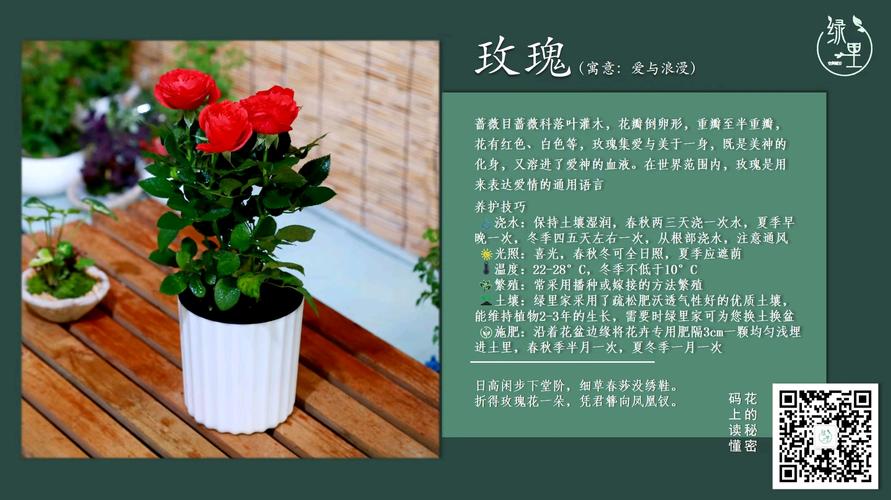 玫瑰花需要每天浇水吗，玫瑰花用不用天天浇水-第4张图片-优品飞百科