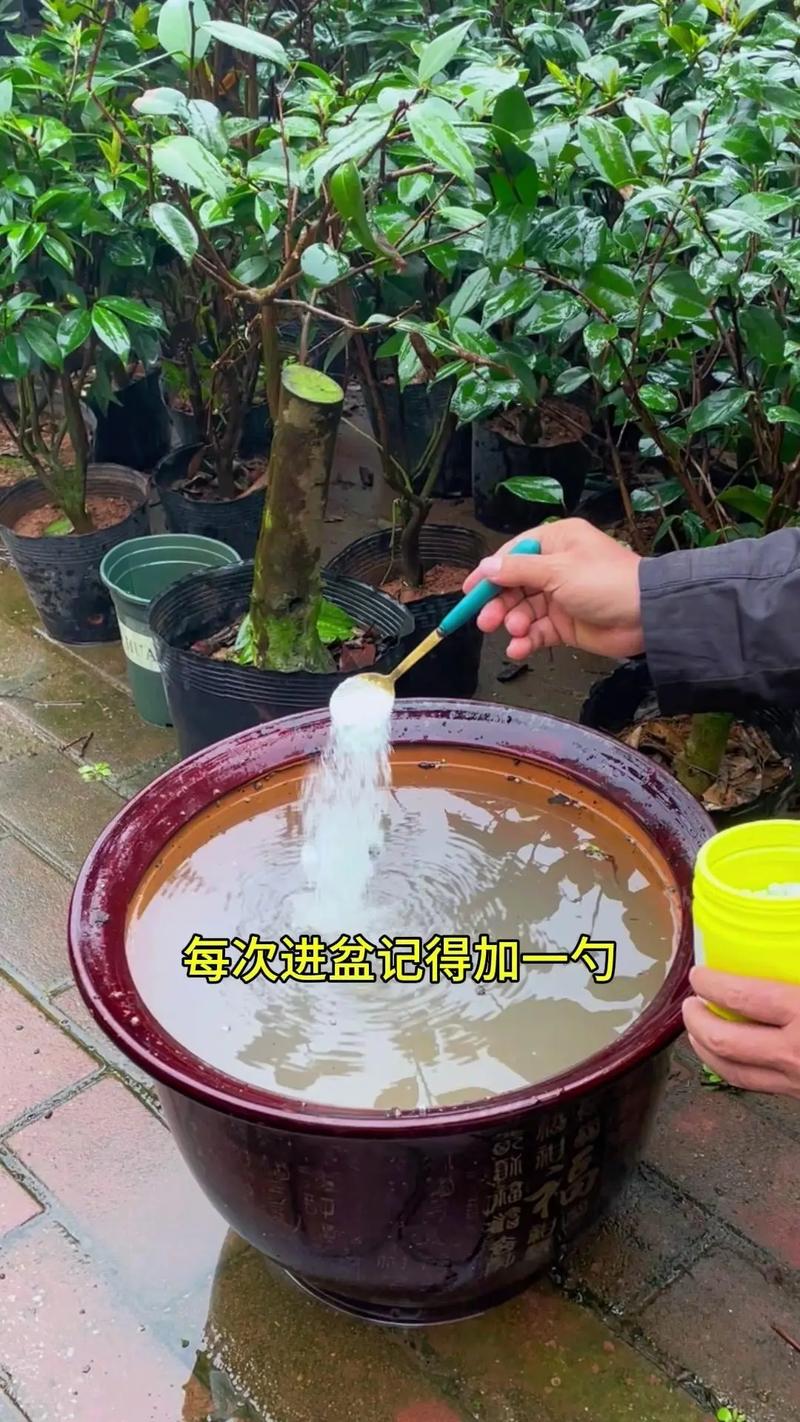 玫瑰花需要每天浇水吗，玫瑰花用不用天天浇水-第5张图片-优品飞百科