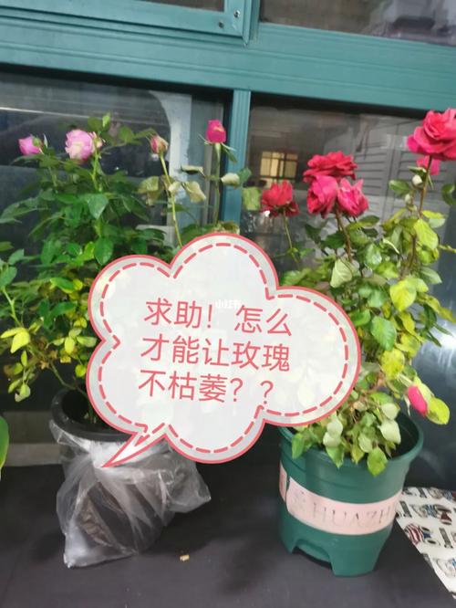 玫瑰花需要每天浇水吗，玫瑰花用不用天天浇水-第6张图片-优品飞百科