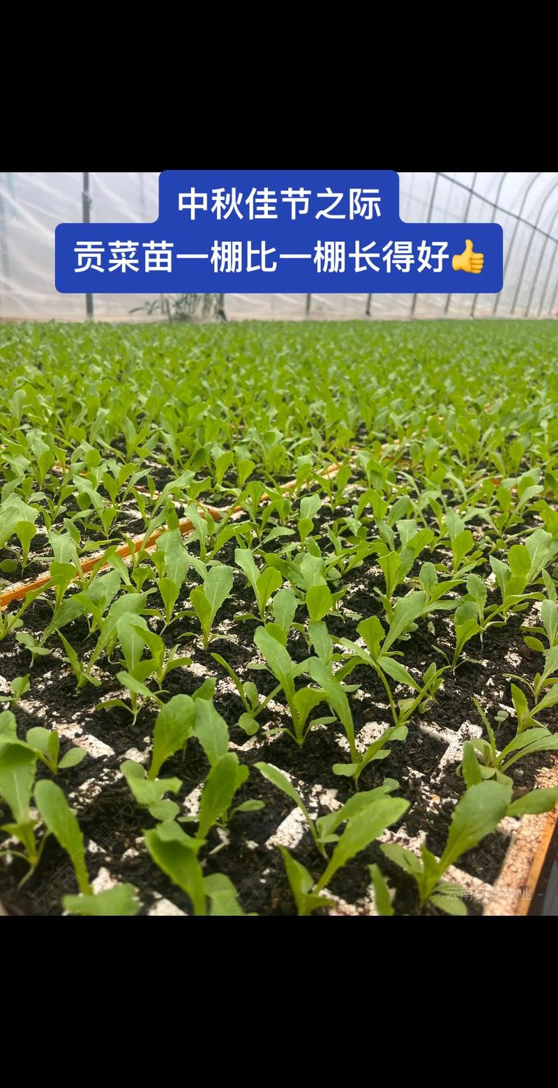 贡菜种植枝术，贡菜栽种方法