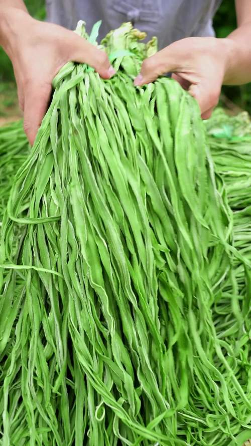 贡菜种植枝术，贡菜栽种方法-第2张图片-优品飞百科
