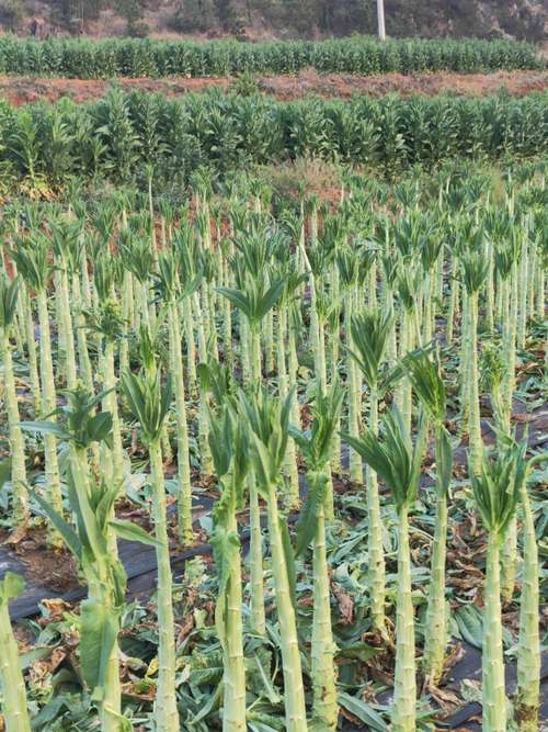 贡菜种植枝术，贡菜栽种方法-第4张图片-优品飞百科