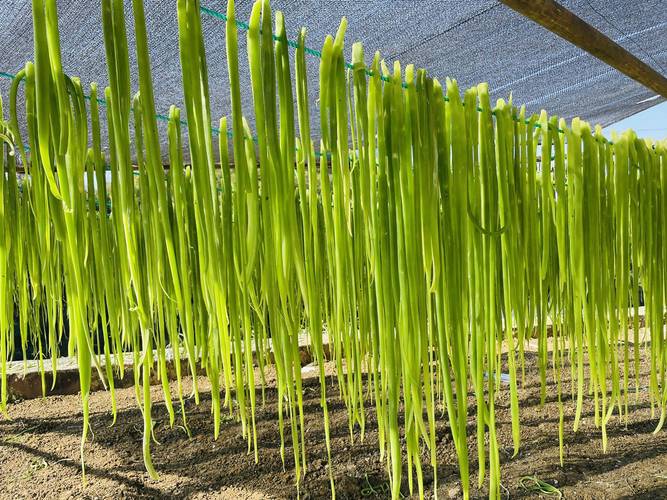 贡菜种植枝术，贡菜栽种方法-第5张图片-优品飞百科