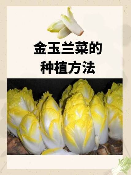 贡菜种植枝术，贡菜栽种方法-第6张图片-优品飞百科