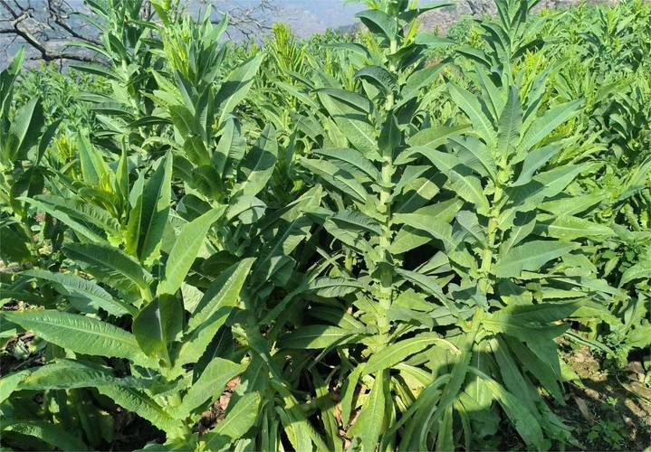 贡菜种植枝术，贡菜栽种方法-第7张图片-优品飞百科