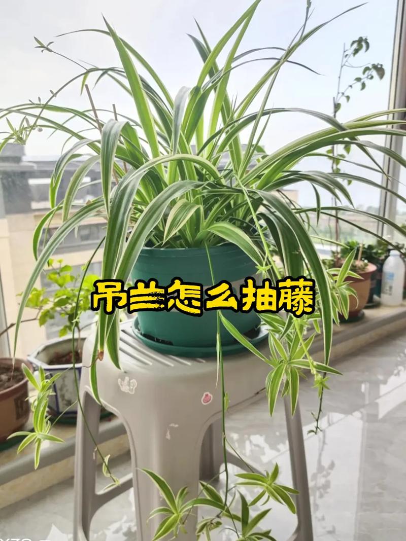 金边吊兰要吊起来么，金边吊兰需要换盆吗-第2张图片-优品飞百科
