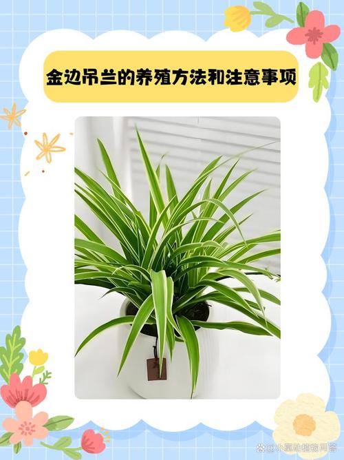 金边吊兰要吊起来么，金边吊兰需要换盆吗-第4张图片-优品飞百科