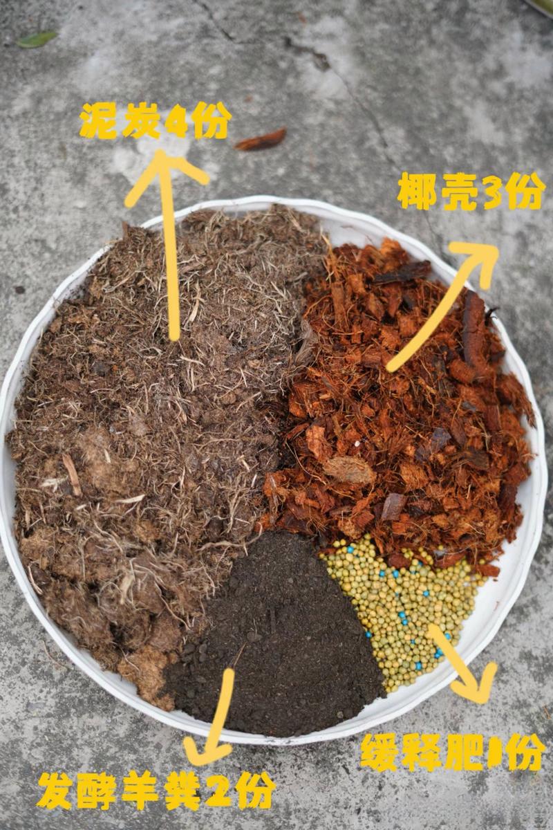 金边吊兰要吊起来么，金边吊兰需要换盆吗-第5张图片-优品飞百科