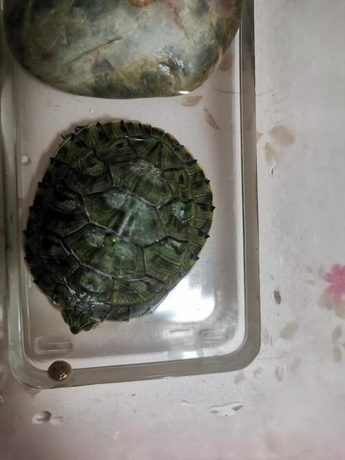 垃圾桶里捡了它，垃圾桶里捡东西犯法吗？-第5张图片-优品飞百科