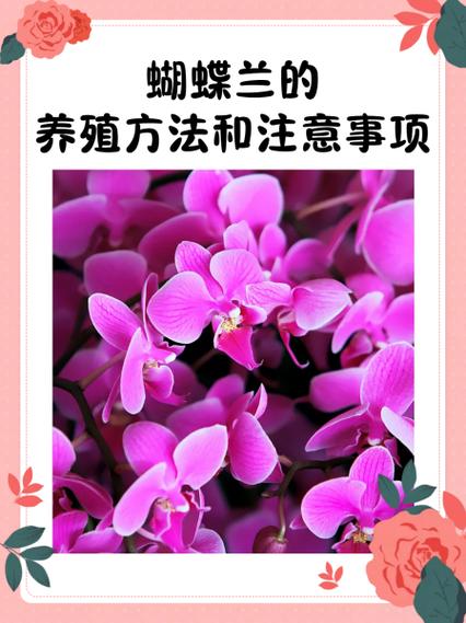 蝴蝶兰的养殖方法和注意事项，君子兰的养殖方法和注意事项？