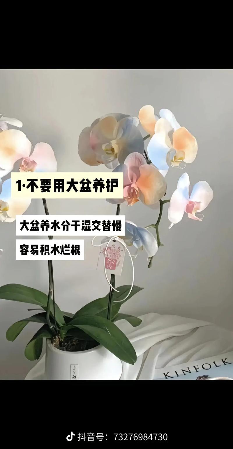 蝴蝶兰的养殖方法和注意事项,君子兰的养殖方法和注意事项?-第3张图片-优品飞百科 蝴蝶兰的养殖方法和注意事项,君子兰的养殖方法和注意事项?-第3张图片-优品飞百科
