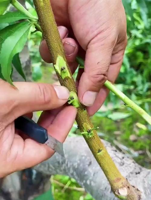 桃树春季嫁接时间，桃树春季嫁接时间与气温是怎样的