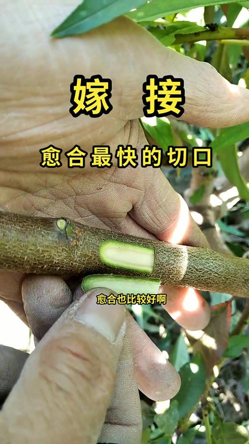 桃树春季嫁接时间，桃树春季嫁接时间与气温是怎样的-第3张图片-优品飞百科