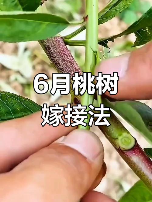 桃树春季嫁接时间，桃树春季嫁接时间与气温是怎样的-第5张图片-优品飞百科
