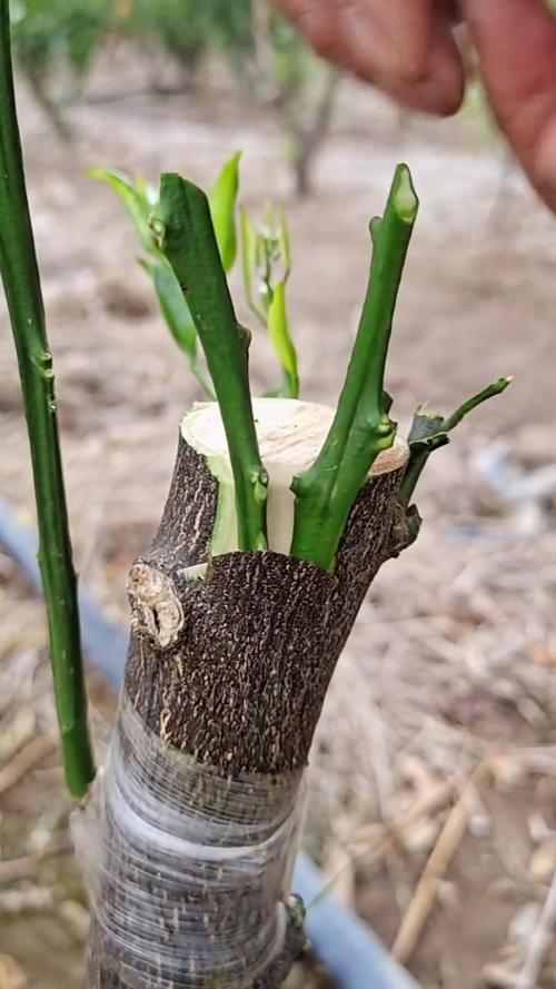 桃树春季嫁接时间，桃树春季嫁接时间与气温是怎样的-第7张图片-优品飞百科