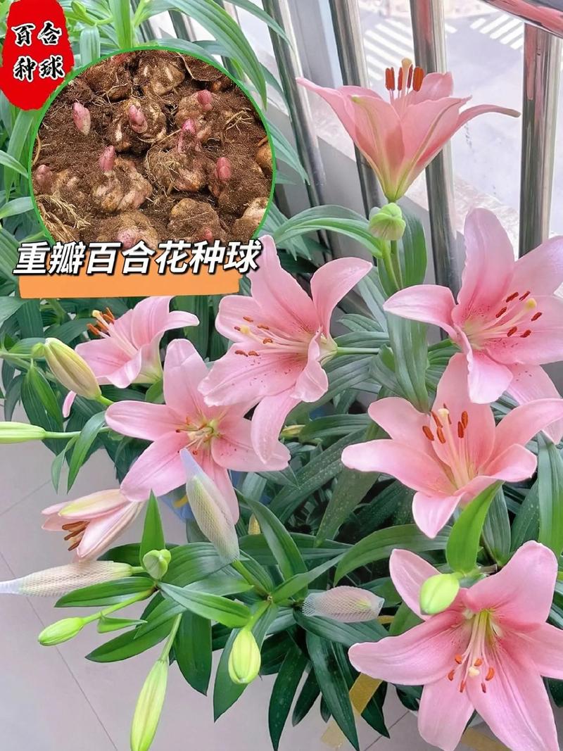 青岛百合的繁殖方式，百合的繁殖方法和注意事项