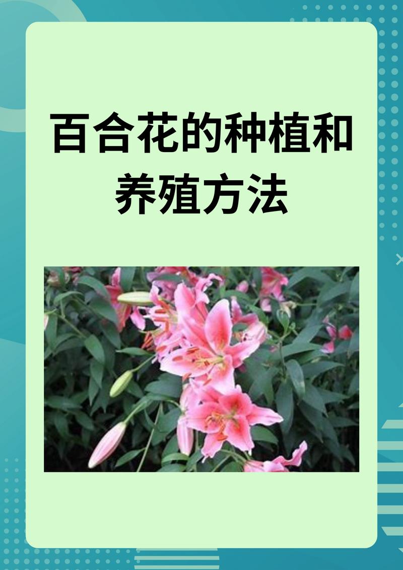 青岛百合的繁殖方式，百合的繁殖方法和注意事项-第3张图片-优品飞百科