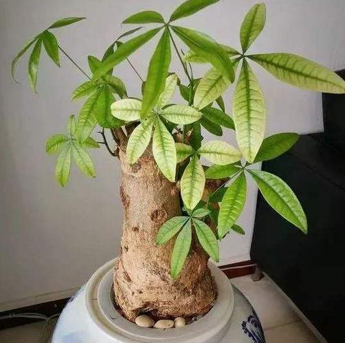 冬天发财树养护？发财树冬天怎么养护与浇水？-第2张图片-优品飞百科
