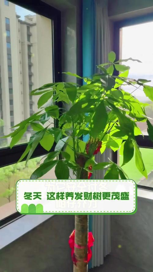 冬天发财树养护？发财树冬天怎么养护与浇水？-第3张图片-优品飞百科