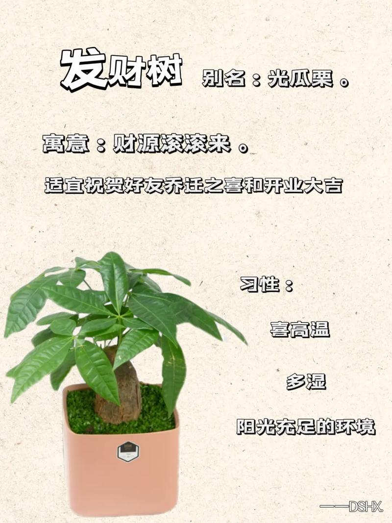 冬天发财树养护？发财树冬天怎么养护与浇水？-第4张图片-优品飞百科