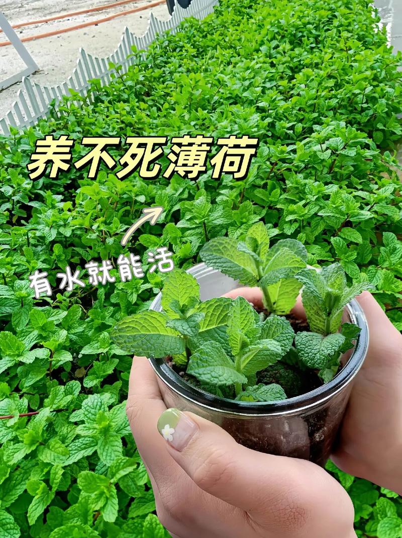 薄荷怎么爆盆，薄荷怎么盆栽？