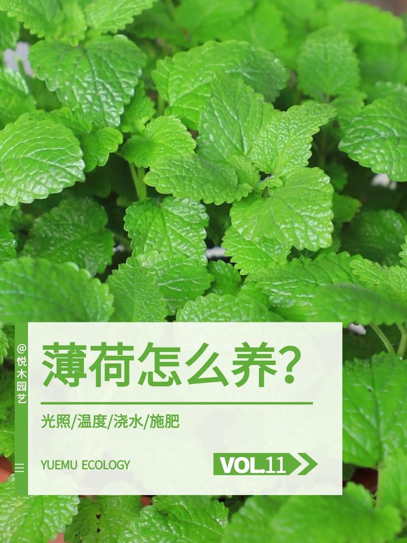 薄荷怎么爆盆，薄荷怎么盆栽？-第3张图片-优品飞百科