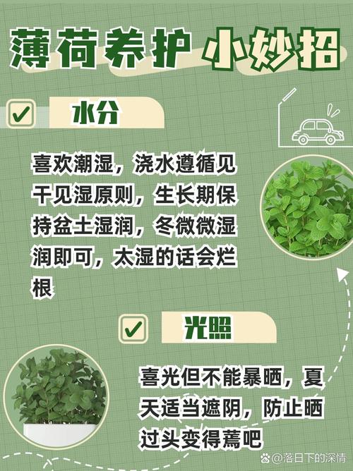 薄荷怎么爆盆，薄荷怎么盆栽？-第4张图片-优品飞百科