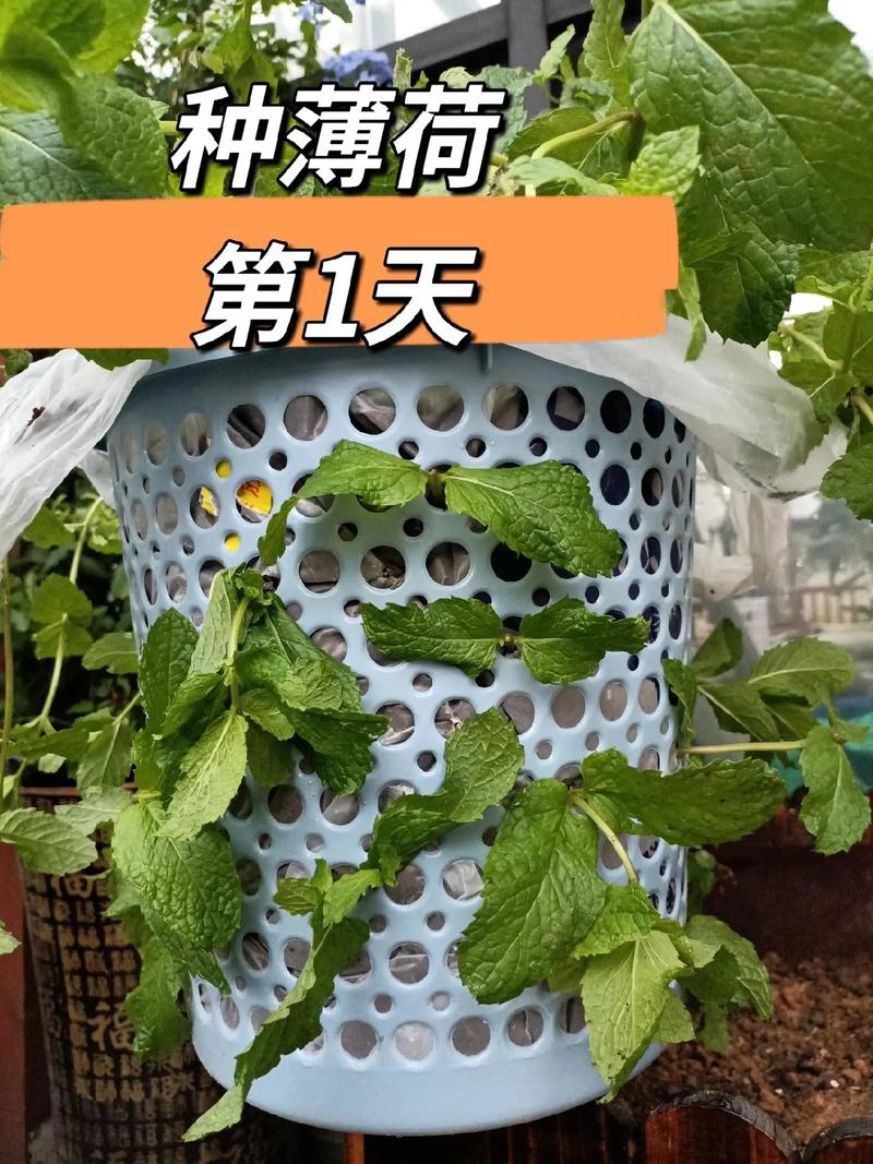 薄荷怎么爆盆，薄荷怎么盆栽？-第6张图片-优品飞百科