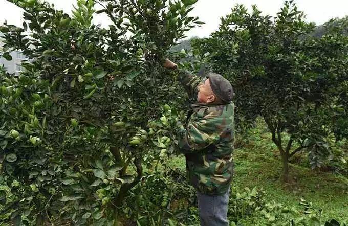 脐橙冬季怎么修剪，脐橙冬季怎么修剪视频？