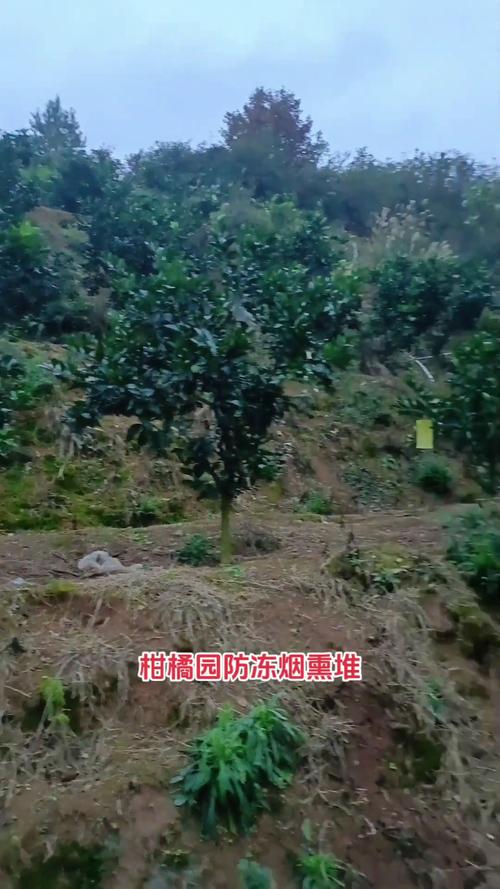 脐橙冬季怎么修剪，脐橙冬季怎么修剪视频？-第4张图片-优品飞百科