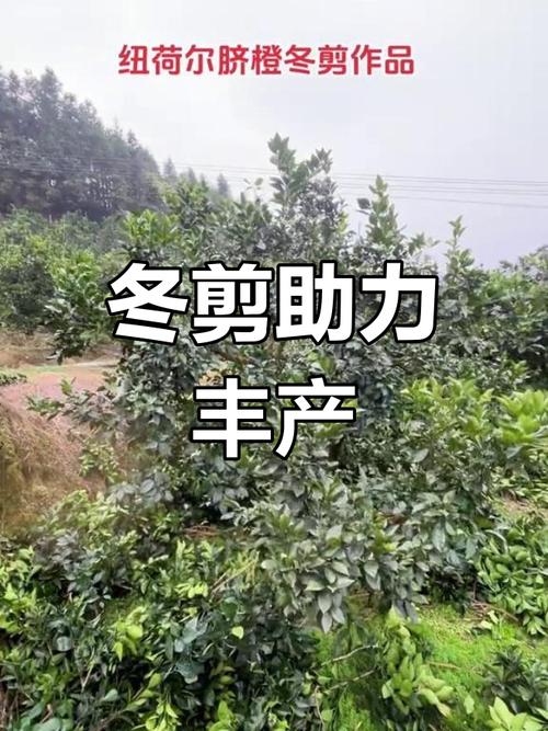 脐橙冬季怎么修剪，脐橙冬季怎么修剪视频？-第5张图片-优品飞百科