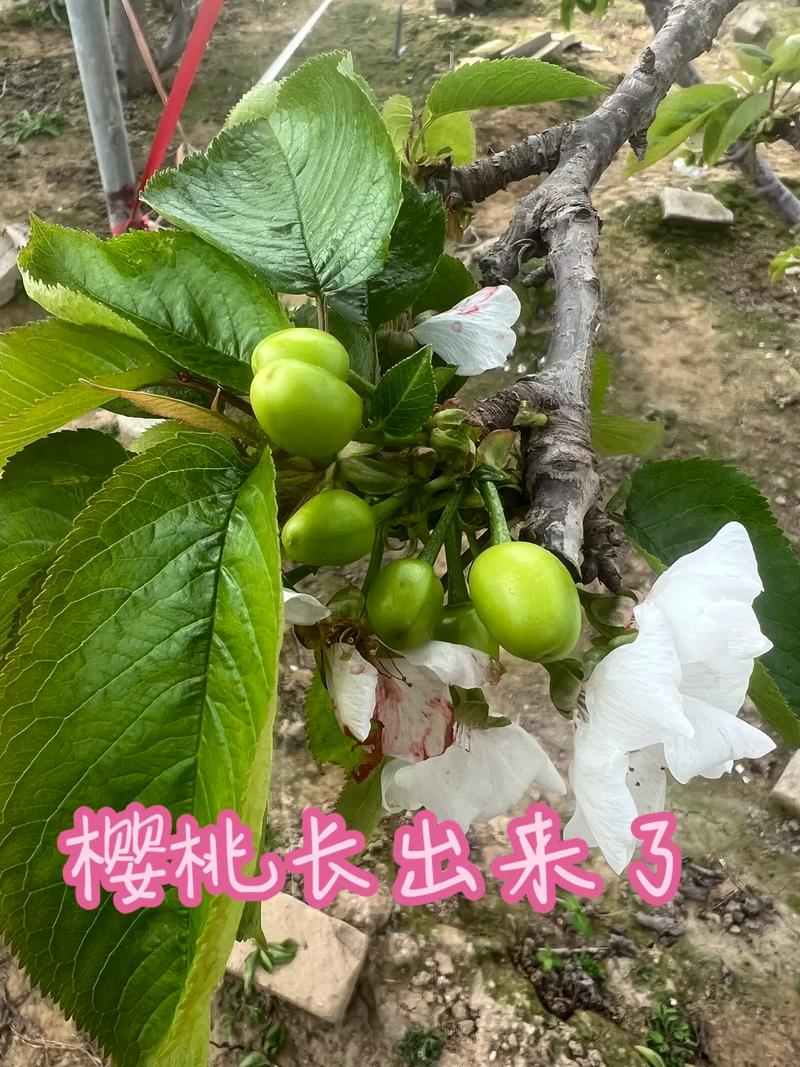 樱桃什么时候开花，红妃樱桃什么时候开花